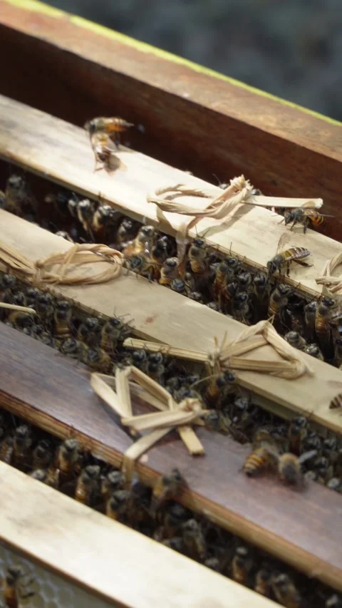 Close up of a swarm of honey bees inside a narrow gap of a traditional wooden be Stock Footage 337870271