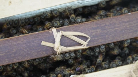 Close up of a swarm of honey bees inside a narrow gap of a traditional wooden be Video stock 337871355