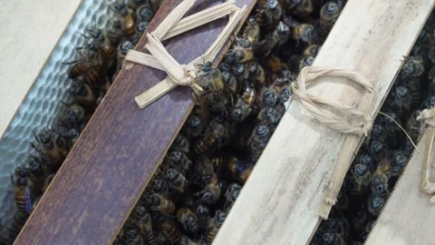 Close up of a swarm of honey bees inside a narrow gap of a traditional wooden  Video stock 337871356