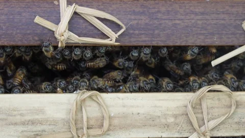 Close up of a swarm of honey bees inside a narrow gap of a traditional wooden  Video stock 337871433