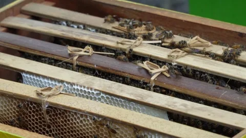 Close up of a swarm of honey bees inside a narrow gap of a traditional wooden Video stock 337871656