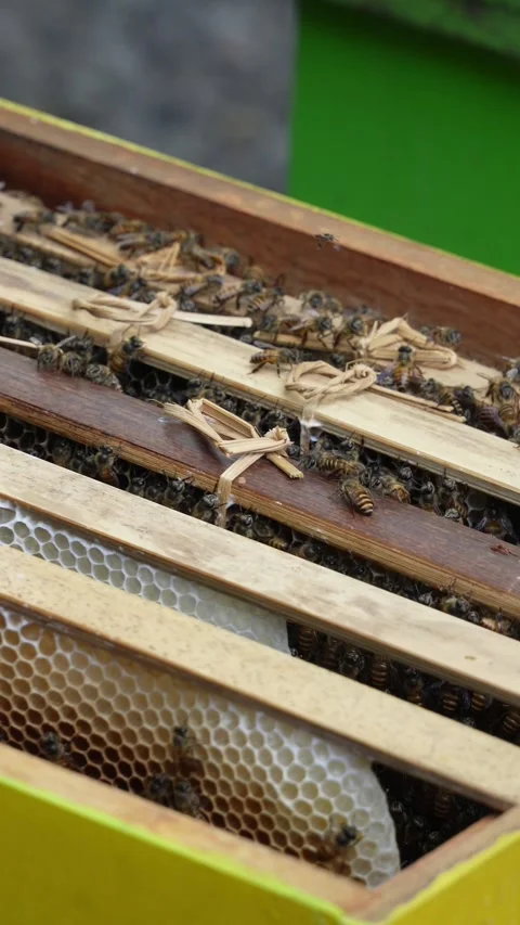Close up of a swarm of honey bees inside a narrow gap of a traditional wooden Video stock 337871794
