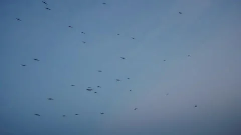 Close up on a swarm of mosquitos flying around, slow motion Video stock 256846326