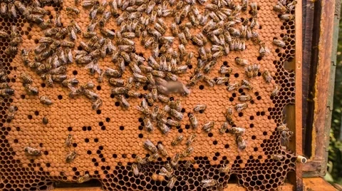 Close-up swarm of working bees convert nectar into honey Stock Footage 40474784