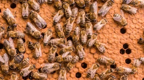 Close-up swarm of working bees convert nectar into honey Video stock 40474797