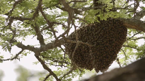 Close-up of swarming bees nest in a tree 動画素材 31991483