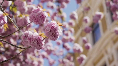 Close up of swaying cherry blossom flowers in Bonn, Germany Stock Footage 155481114