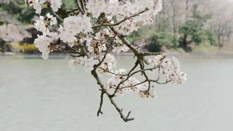 Close up of swaying cherry blossoms against the Lake Background Video stock 237209672