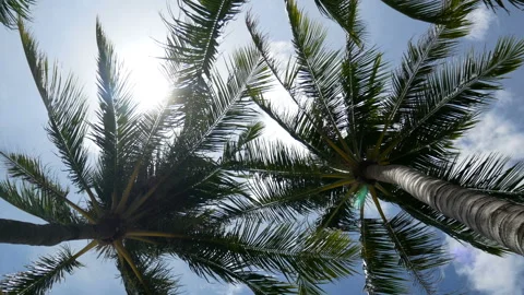 Close up of swaying coconut palm tree leaves or midrib with blue sky Stock Footage 135800805