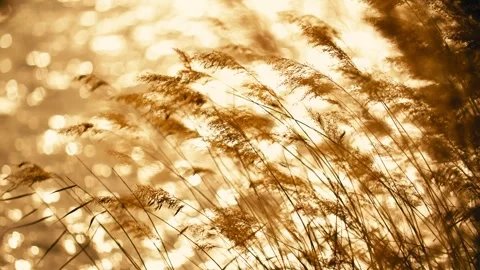 Close-up of swaying reeds against the backlight of an autumn sunset over the Stock Footage 345570366