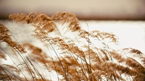 Close-up of swaying reeds against the backlight of an autumnal sunset Stock Footage 345586271
