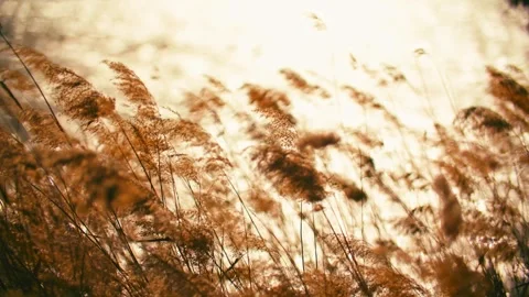 Close-up of swaying reeds against the backlight of an autumnal sunset, Stock Footage 345587899