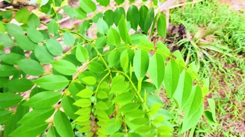 Close up of a swaying tree taken from a high angle Video stock 295887264
