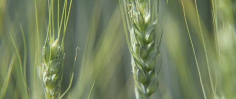 Close-up swaying on wheatgrass ears 4K scope video Stock Footage 313172418