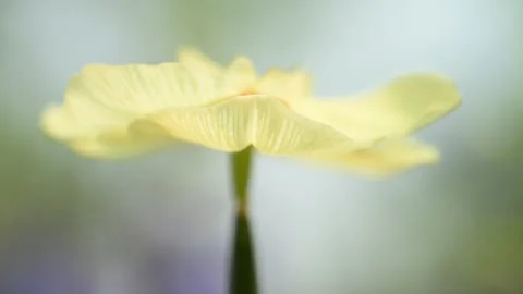 Close-up of a swaying white flower. Stock Footage 282230260