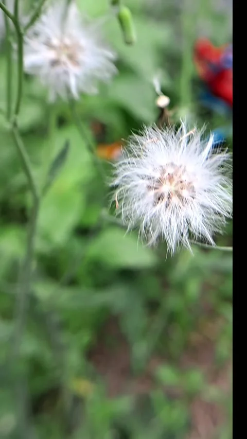 Close up of swaying white flowers Stock-Footage 331901772