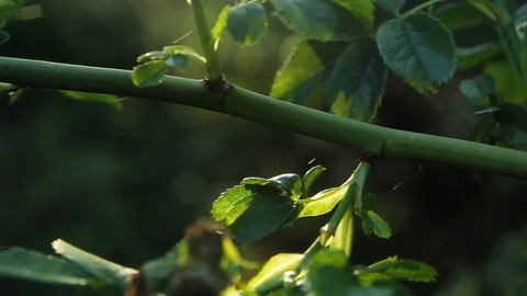 Close Up Of Swaying Young Branch Stock Footage 92388077