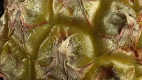 Close-up of the sweaty skin of the pineapple fruit. Tropical ripe fruit for Stock Footage 164384432