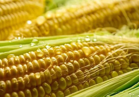 Close up Sweet boiled corn Stock Photos
