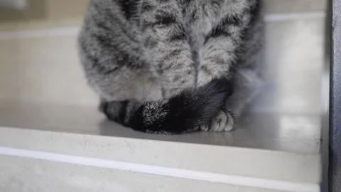 Close up of a sweet cat sitting on the stairs Stock Footage 122339873
