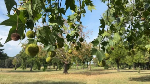 Close up of sweet chestnuts growing in a tree Stock Footage 310141561