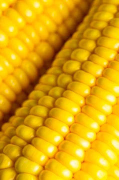 Close-up of sweet corn on the cob Stock Photos
