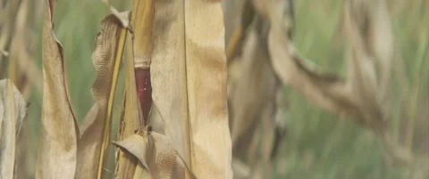 Close-up of sweet corn plant leaf anamorphic 4K video Stock Footage 321341670
