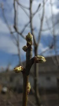 Close-up of swelling buds on a fruit tree branch against blue sky, early spri 스톡 사진