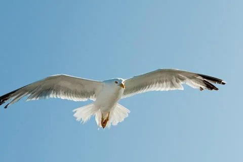 Close up of a swhite eagull with open wings seen from its front. Stock Photos