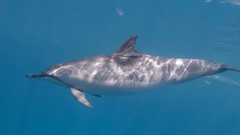 Close up swim with dolphin with ramora 스톡 동영상 148355099