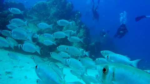 Close up swim through of a school of silver fish Stock Footage 97938872