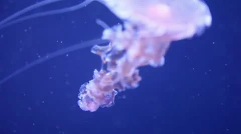 Close up of swimming Jellyfish 스톡 동영상 8947151