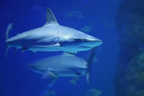Close up of a swimming shark Stock Photos