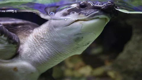 Close-Up of a Swimming Turtle Underwater Video stock 318103219