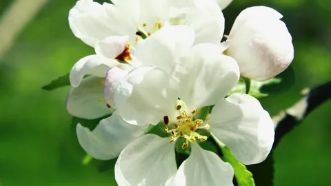 Close-up of a swinging apple tree flower in the garden on a blurred backgrou Vídeos de archivo 268544219