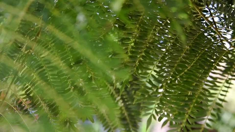 Close up of swinging in the wind dangling jacaranda tree fern like branches Stock Footage 129624596