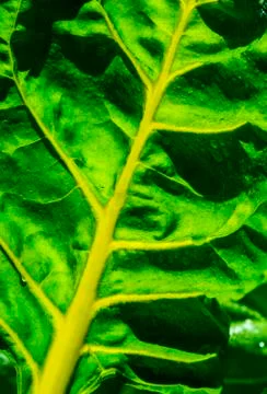 Close-up of a swiss chard leave with a thick vein structure; Calgary, Alberta Stock Photos
