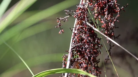 Close up of sword grass and red seeds in Australian marshland Stock Footage 114784489