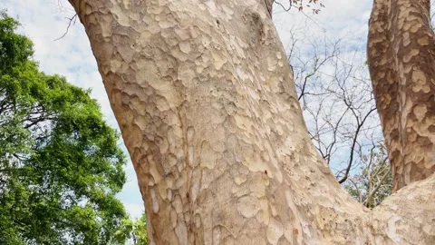Close-up of sycamore tree bark and strong trunk in tropical park. Stock Footage 336354125