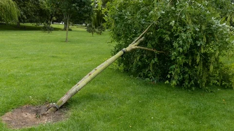 Close up, Sycamore Tree lying on ground after being blown over during a gale. Видео 95362140