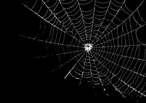 Close-up of a symmetrical white spider web with dew drops isolated on a bla.. Stock Photos