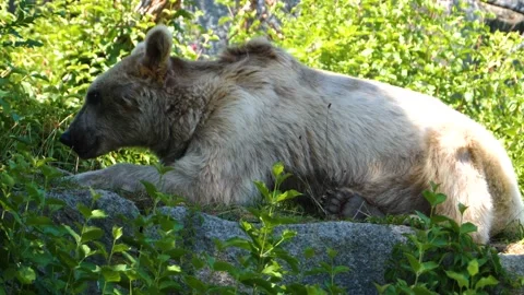 Close up- Syrian brown bear Stock Footage 135188132