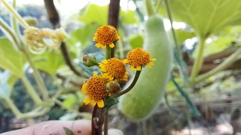 Close up of szechuan buzz buttons with a gourd growing in the vegetable garden Stock Footage 329149030