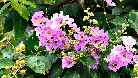 Close up tabac Stock Footage 90067869