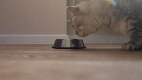 Close-up of a tabby cat eating from a metal bowl on a wooden floor Stock Footage 339209162