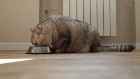 Close-up of a tabby cat eating from a metal bowl on a wooden floor Stock Footage 339209302