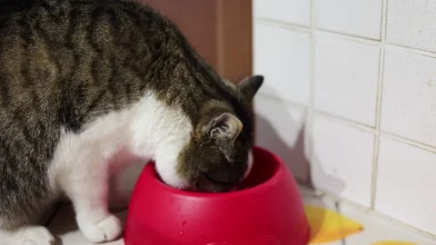 Close up tabby cat eating from a red bowl on tiled kitchen floor. Pet feeding. Stock Footage 269393954