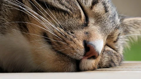 Close Up Of Tabby Cat Face Asleep On The Decking Stock Footage 143267824
