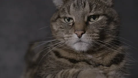 Close-up on tabby cat face with eye movement 스톡 동영상 146983159