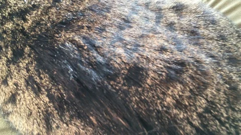 Close Up Tabby Cat Fur Texture, handheld shot Stock Footage 332044948